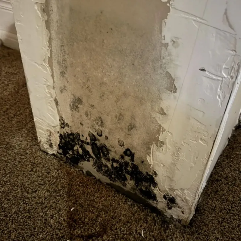 Professional Mold Removal in Worth County, IA